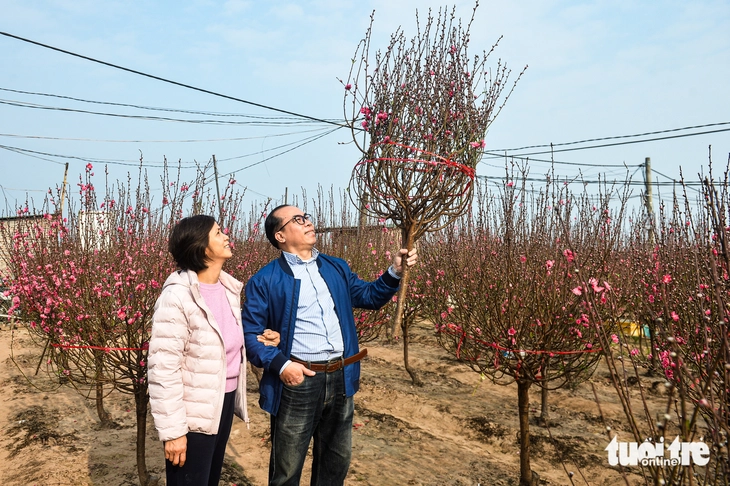 Cận Tết ở Hà Nội: Người dân tới Nhật Tân chọn đào, có loại giá hàng trăm triệu - Ảnh 2.