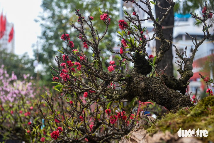 đào nhật tân - Ảnh 9.