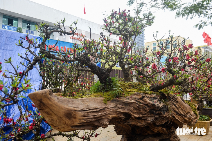 Cận Tết ở Hà Nội: Người dân tới Nhật Tân chọn đào, có loại giá hàng trăm triệu - Ảnh 7.