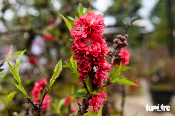 đào nhật tân - Ảnh 11.