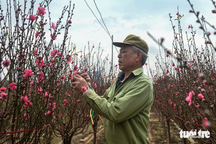 Cận Tết ở Hà Nội: Người dân tới Nhật Tân chọn đào, có loại giá hàng trăm triệu - Ảnh 4.
