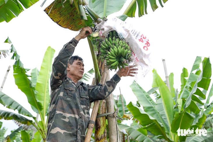 chuối ngự - Ảnh 2.