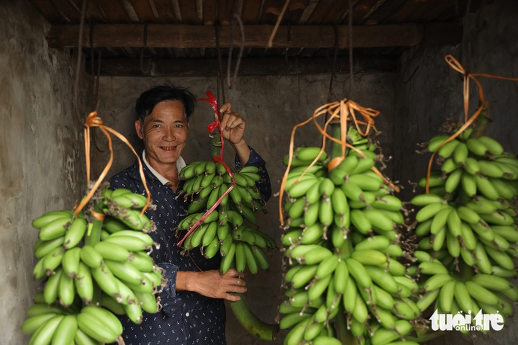 chuối ngự - Ảnh 3.