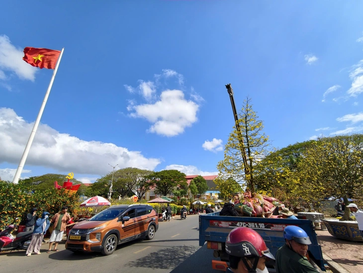 Nhất chi mai Sa Pa, đào Mộc Châu 'đổ bộ' chợ hoa xuân Buôn Ma Thuột - Ảnh 4.