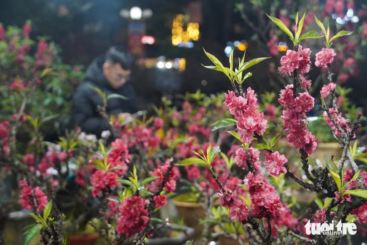 đào mai - Ảnh 4.