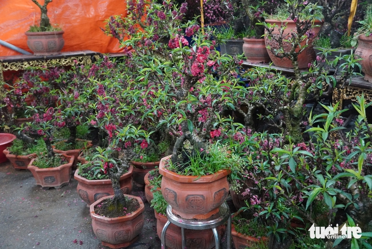 đào mai - Ảnh 5.