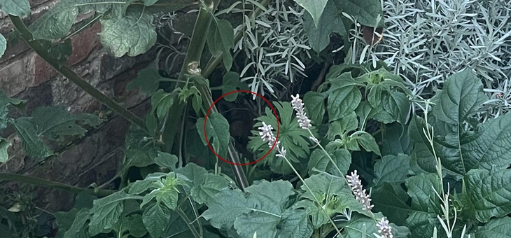 mắt thần - Ảnh 3.