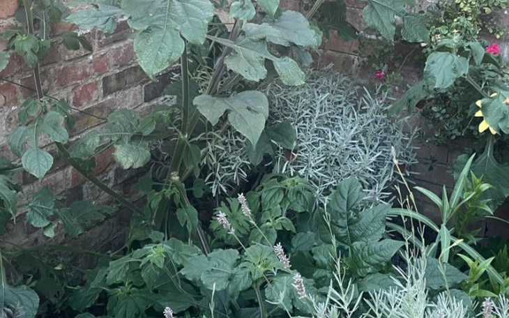 Tục ngữ phê phán tâm lý đố kỵ của con người này là gì? - Ảnh 5.