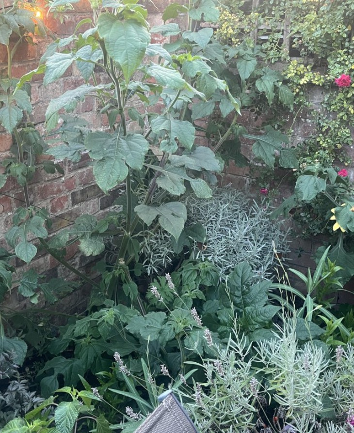 mắt thần - Ảnh 1.