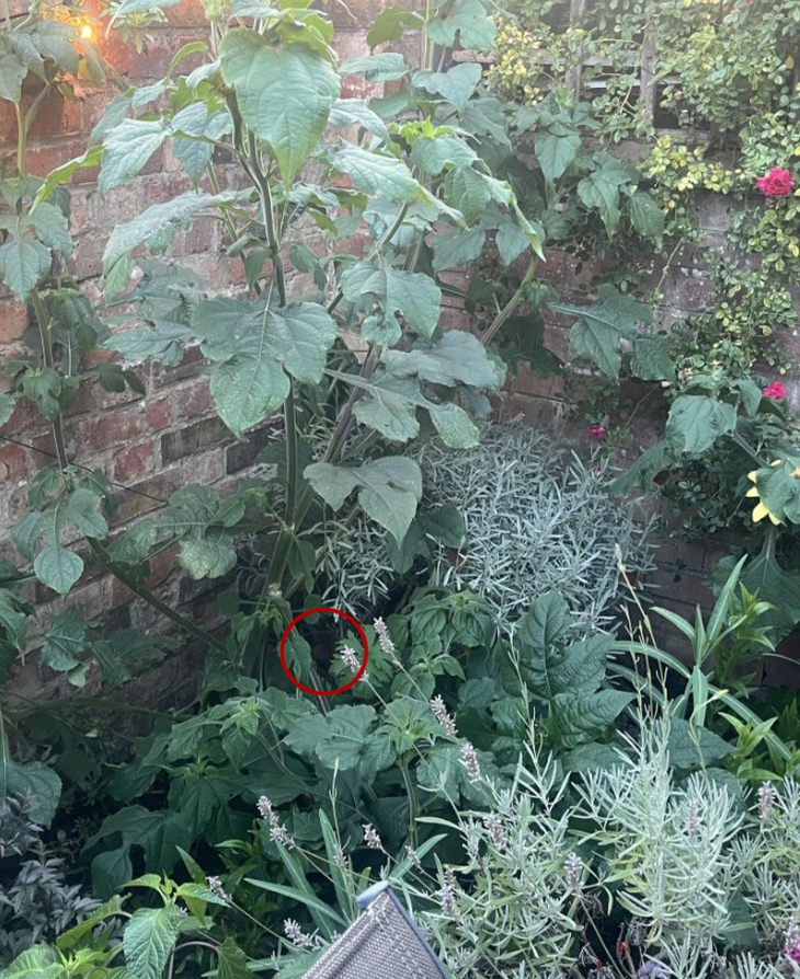 mắt thần - Ảnh 2.