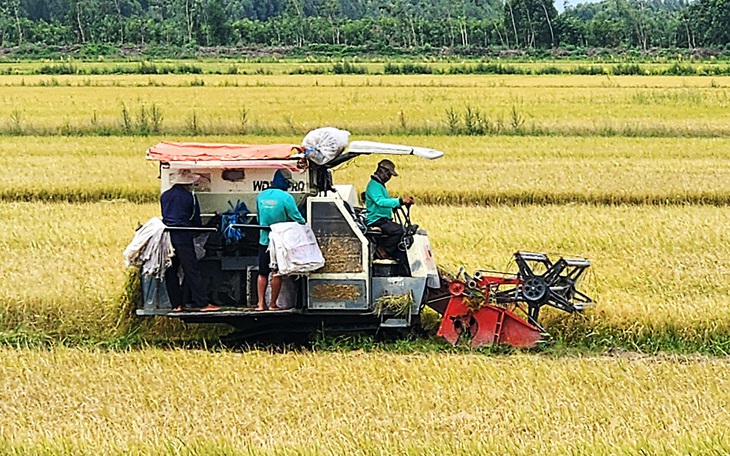 Lúa thu hoạch rộ, thương lái chậm mua - Ảnh 2.