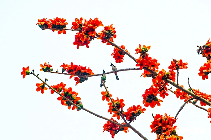 hoa gạo - Ảnh 6.