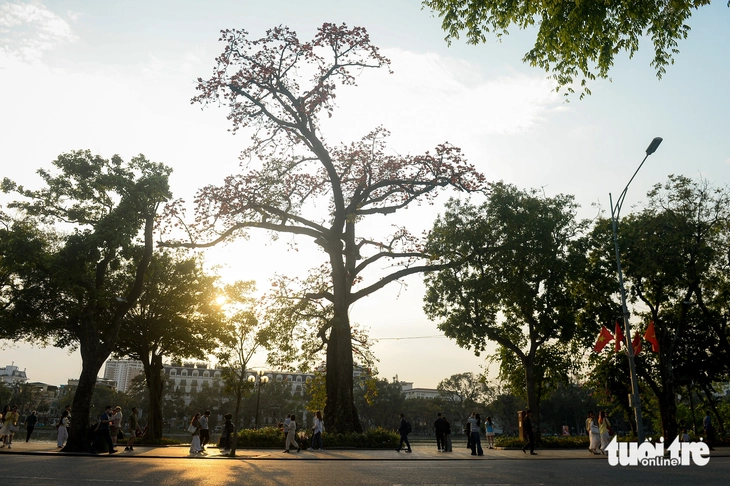 hoa gạo - Ảnh 12.