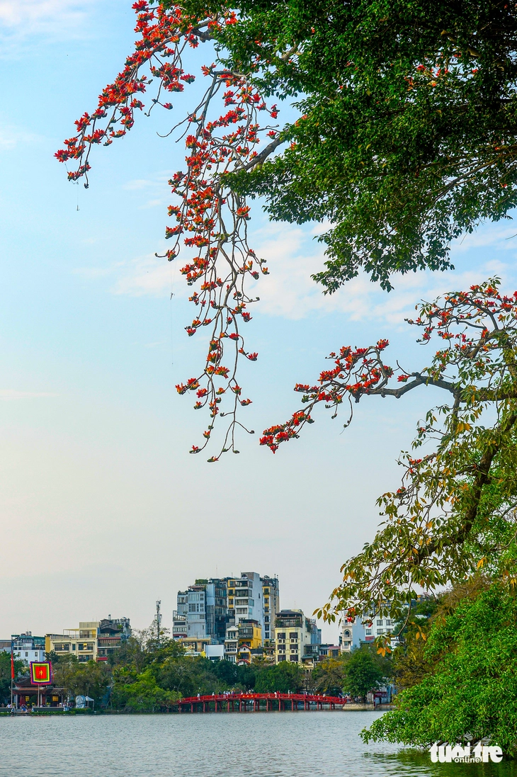 hoa gạo - Ảnh 11.