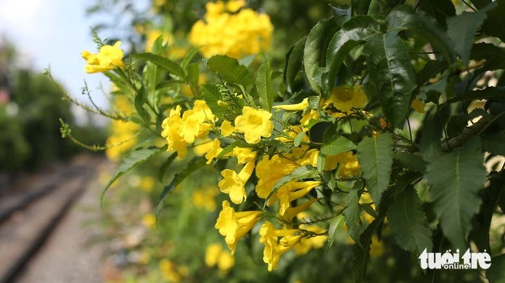 hoa huỳnh liên - Ảnh 2.