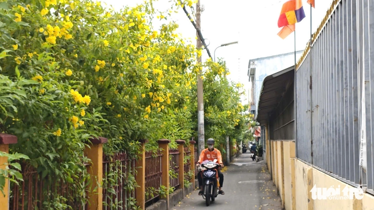 hoa huỳnh liên - Ảnh 3.