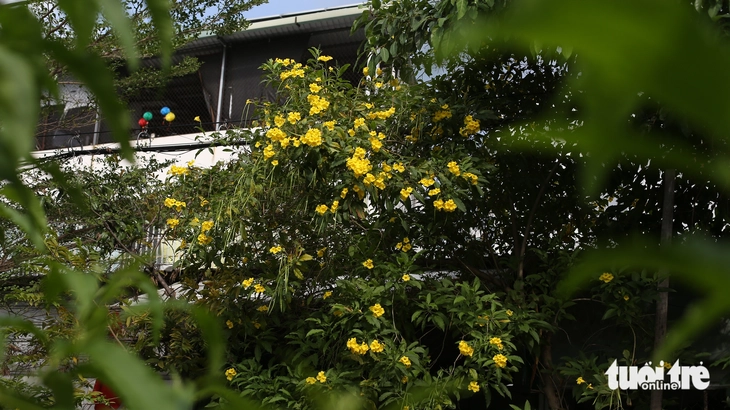 hoa huỳnh liên - Ảnh 4.