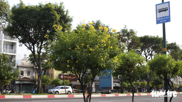 hoa huỳnh liên - Ảnh 6.