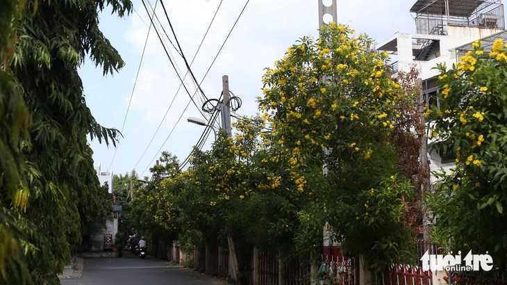 hoa huỳnh liên - Ảnh 7.