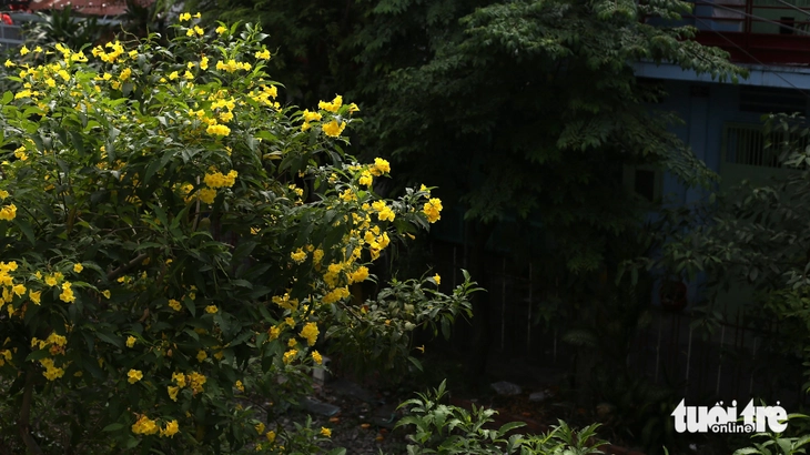 hoa huỳnh liên - Ảnh 8.