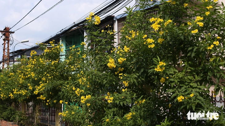 Hoa huỳnh liên nở rực trên nhiều tuyến đường tại TP.HCM - Ảnh 9.