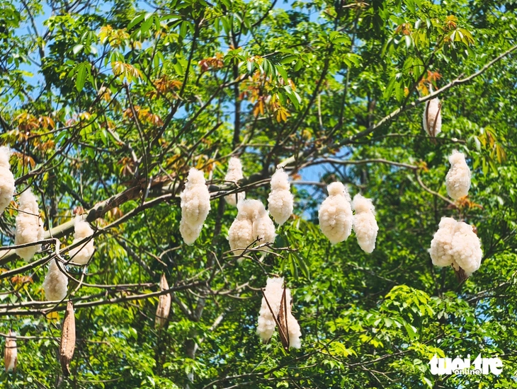 cây gòn - Ảnh 3.