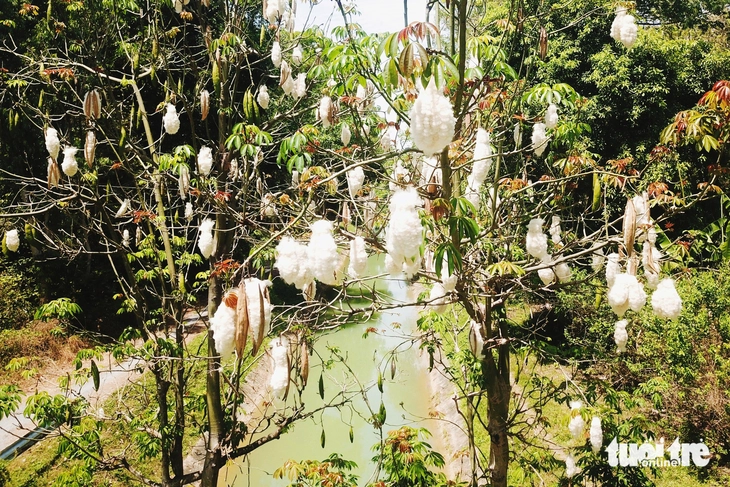 cây gòn - Ảnh 4.