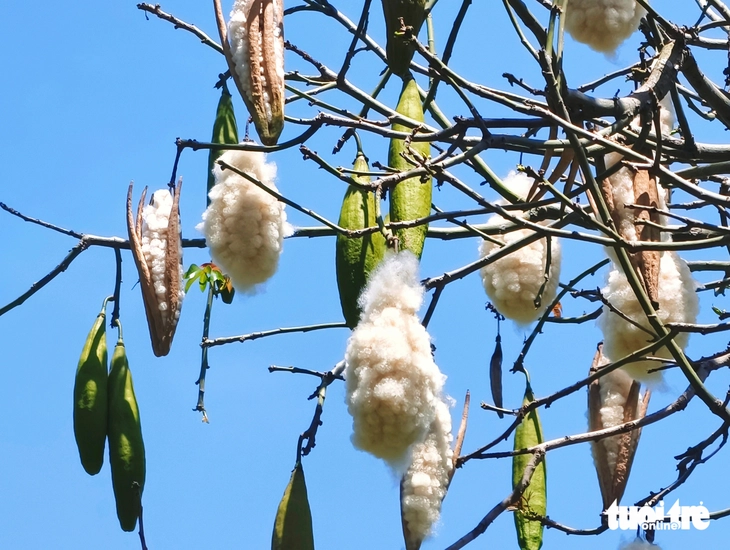 cây gòn - Ảnh 5.