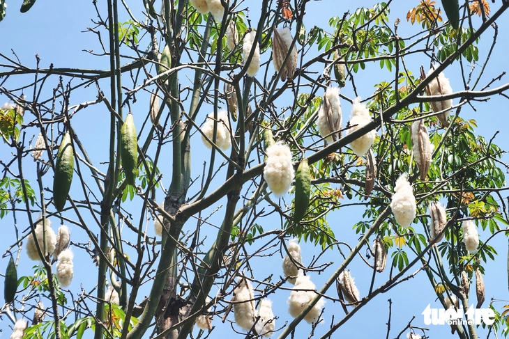 cây gòn - Ảnh 6.