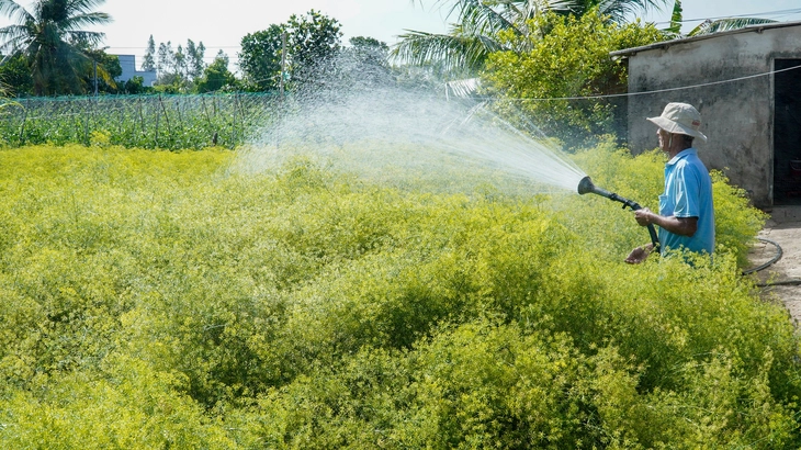 Nhiều bạn trẻ rủ nhau check-in 'vườn hoa hiếm' ở miền Tây - Ảnh 2.