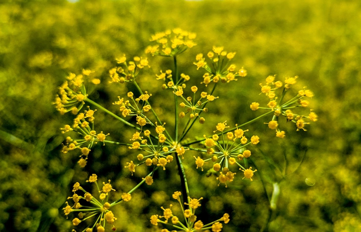 miền tây - Ảnh 7.