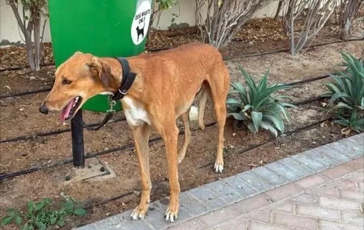 Thú cưng - Ảnh 4.