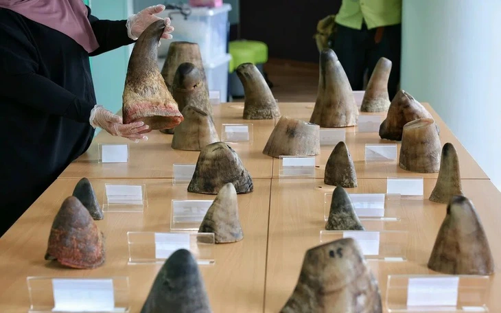 Phát hiện loài tê giác mới ở Bắc Cực - Ảnh 2.