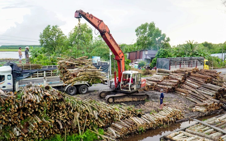 Nông dân miền Tây xoay xở với chi phí tăng - Ảnh 3.