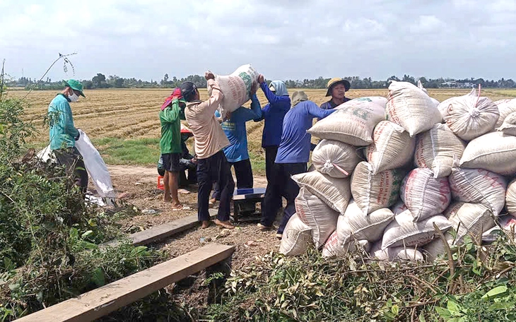 Nhiều nông dân sẽ giảm lúa vụ 3, hạn chế rủi ro do xăng dầu tăng - Ảnh 5.