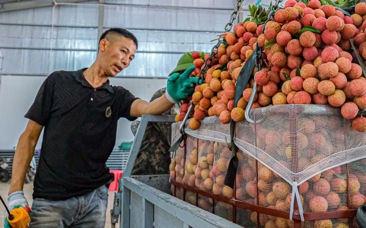 Thủ phủ vải thiều trước chính vụ: Lo giảm sản lượng, quyết giữ chất lượng - Ảnh 5.