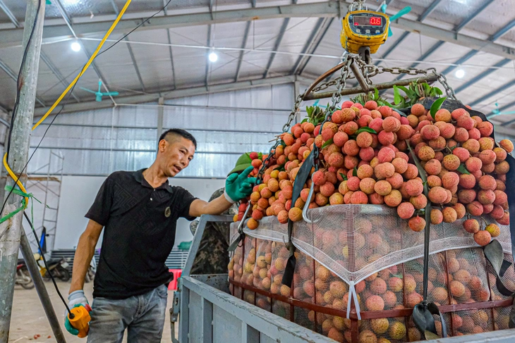 vải thiều - Ảnh 2.