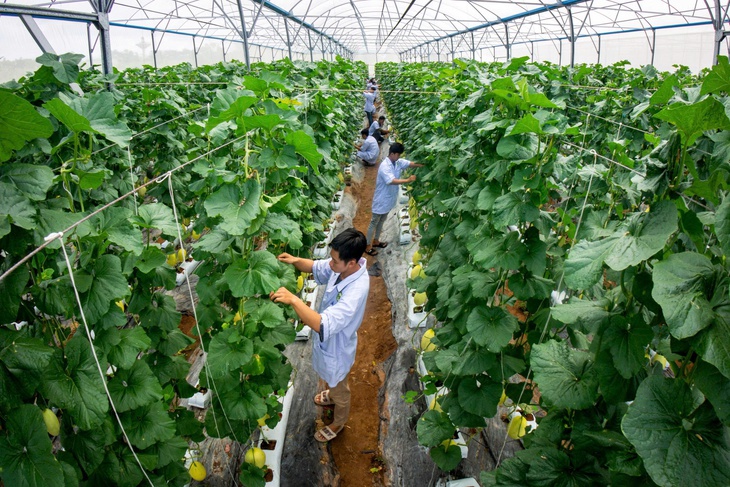 Trường đại học Cửu Long - Ảnh 2.