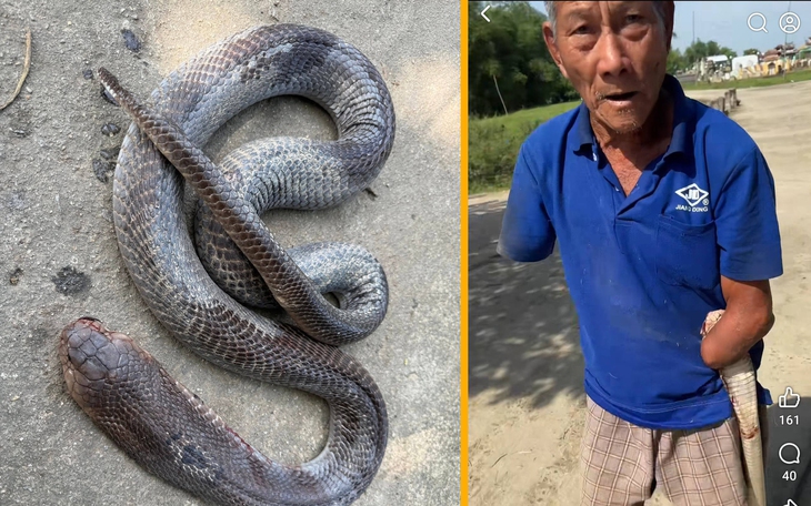 'Chú heo biết nói gốc Việt' lập kỷ lục Guinness - Ảnh 3.