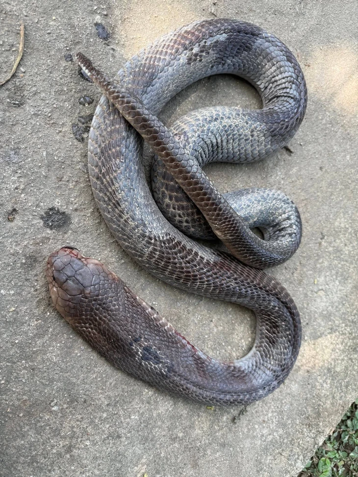 rắn hổ mang - Ảnh 1.