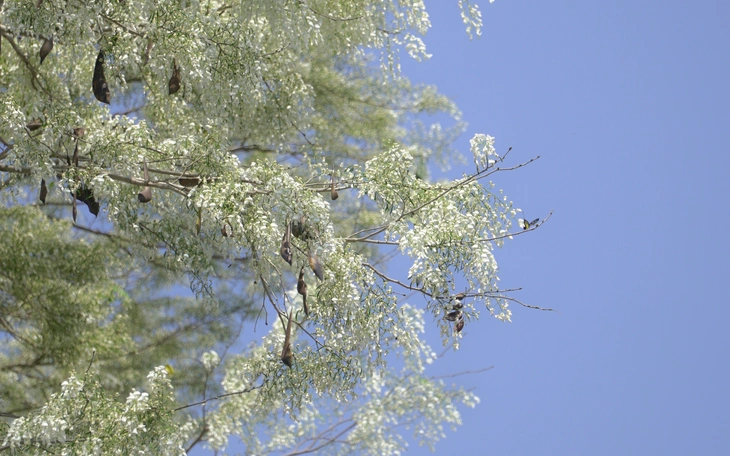 Du khách chi tiêu gần 37.000 tỉ đồng tại Hà Nội trong 3 tháng đầu năm - Ảnh 3.