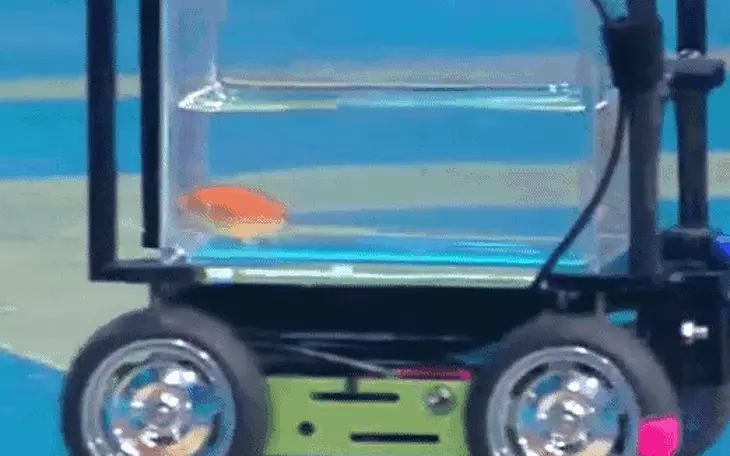 Lần đầu ghi hình cá nhỏ leo thác nước thẳng đứng suốt 10 giờ - Ảnh 2.