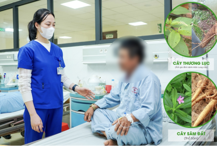 Nhập viện sau khi ăn loại củ giống sâm đất - Ảnh 1. sâm đất - Ảnh 1.