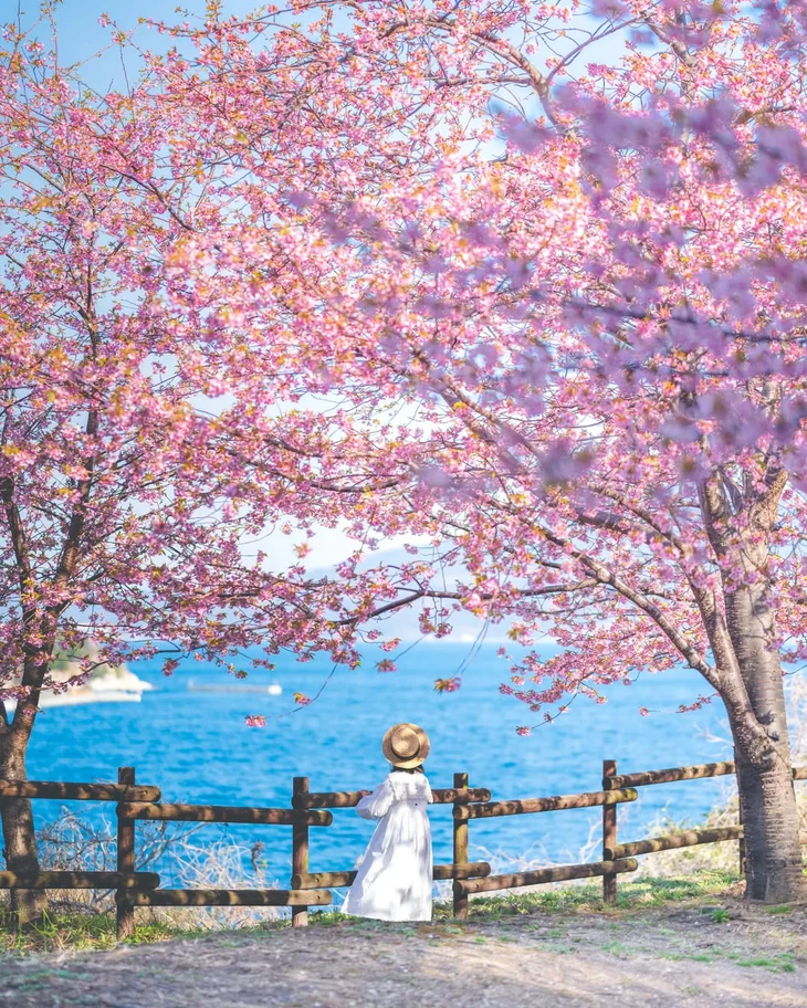 hoa anh đào - Ảnh 2.