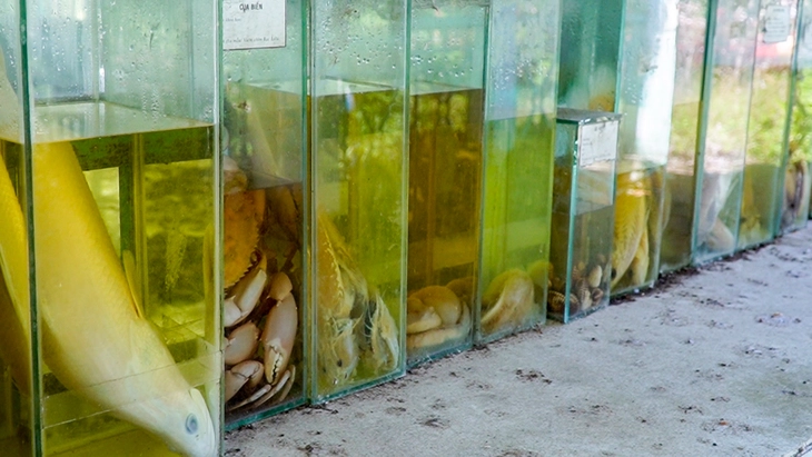 Vườn chim quý trăm năm ở Bạc Liêu hoang tàn - Ảnh 4.