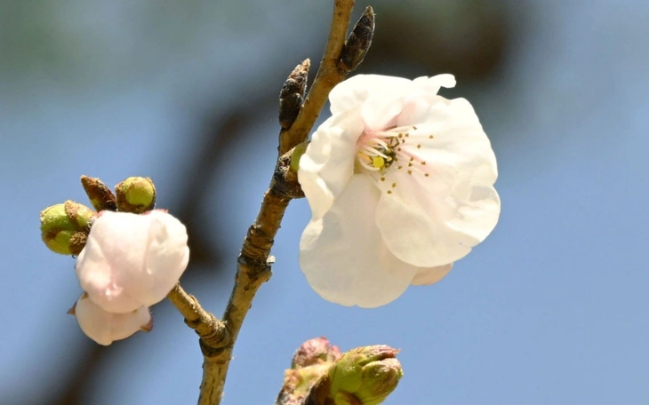 Nhật Bản tăng phí visa - Ảnh 3.