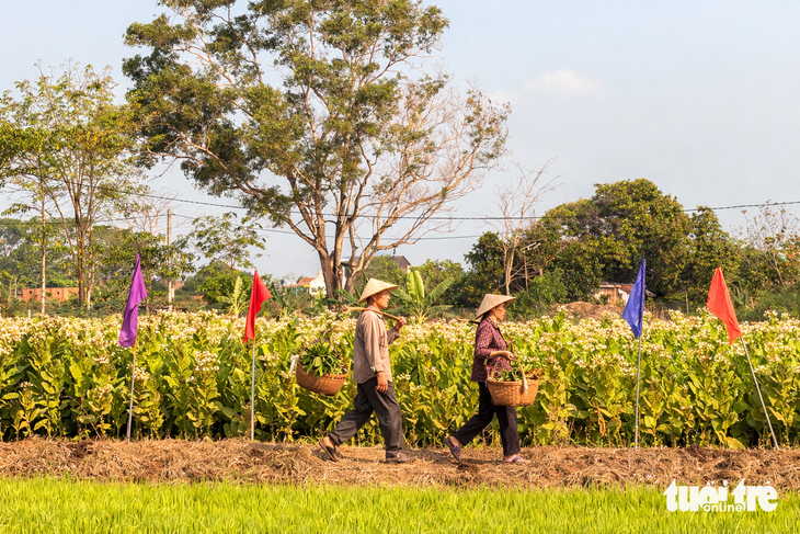 Hồ Quốc Dũng - Ảnh 2.