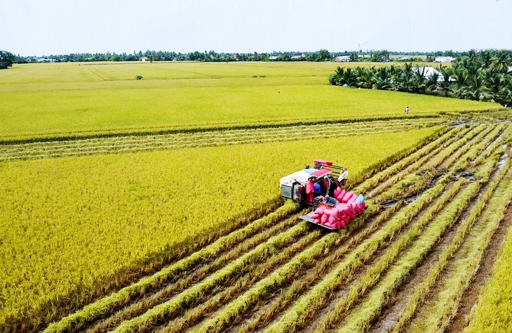 lúa chất lượng cao - Ảnh 3.