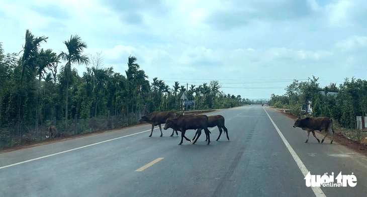 Đắk Lắk - Ảnh 3.
