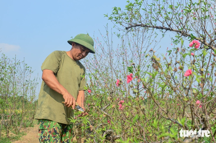 làng đào Nhật Tân - Ảnh 1.